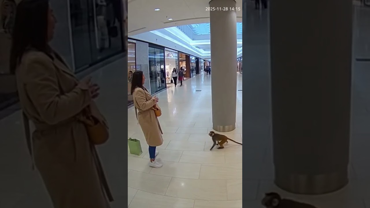 Monkey Steals Bag and Returns It Full of Bananas!