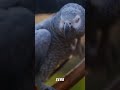 🦜 Graupapagei, Sprachgenie mit Federn 🧠