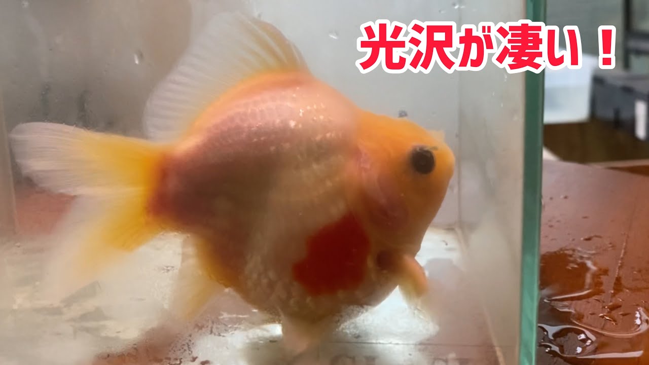 玉サバ ギラギラした金魚 透明鱗 Youtube