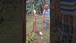 👉Banana👉tree👉cutting Ep-183 #banana #shortvideo #naturelove #hardwork #skills #treecutting