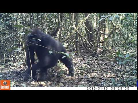 Gorillas in Ebo 2016-01-18  #6