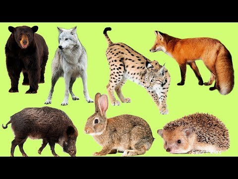 Животные Для Детей Часть 8 | Учим Названия И Звуки Лесных Животных | Лесные Животные