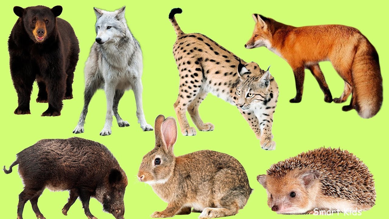Работы с дикими животными. Лесные животные. Изображения диких животных. Дикие животные для детей. Звери леса.