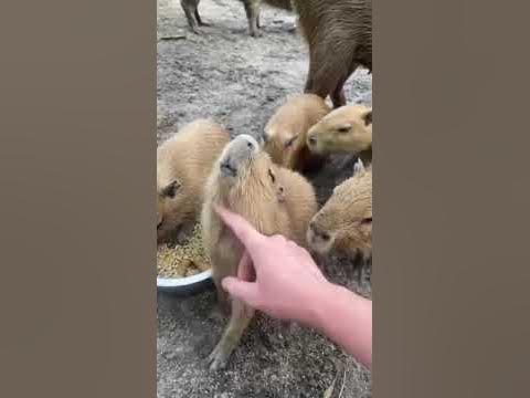 Капібара - YouTube