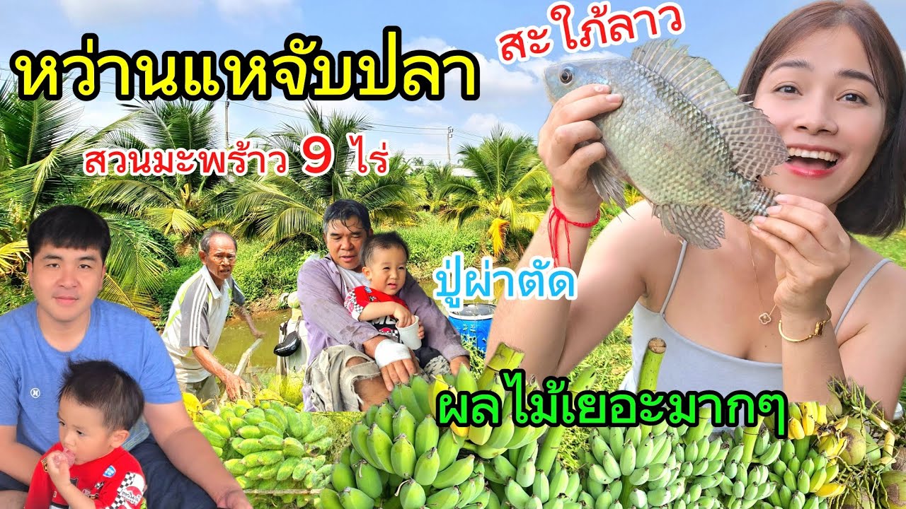 พ่อปู่พาลูกสะใภ้ลาว มาตัดผลไม้ หว่านแห จับปลาที่บอ สนุกมาก #ใช้ชีวิตในไทย #สะใภ้ลาว  #ชีวิตในต่างแดน