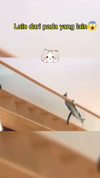 kucing lucu turun tangga #funny #lucu #kucinglucu
