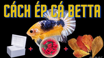 Cách ép cá Betta - Đơn giản - Hiệu quả cao | How to breed betta fish - Simple - High Effective