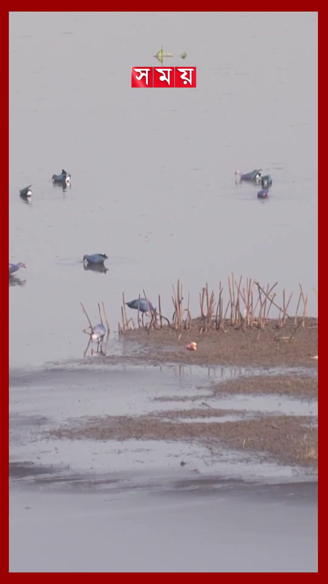 বাইক্কা বিলে পরিযায়ী পাখির মহাসম্মিলন #migratorybirds #guestbirds #moulvibazar #somoytv #shorts