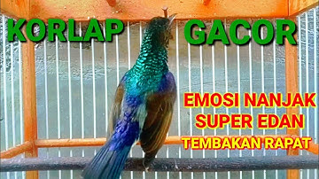 KORLAP GACOR EMOSI NANJAK TEMBAKAN RAPAT || pancingan korlap agar emosi cepat bunyi || Hummingbird