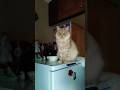 КОТ БЕЛЯШ ДЕЖУРНЫЙ ПО ХОЛОДИЛЬНИКУ #cat #котики