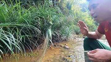 Tác dụng thần kỳ của cây dứa nước, tiền triệu không mua nổi