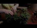 Garden Lights Hydroponic And Indoor