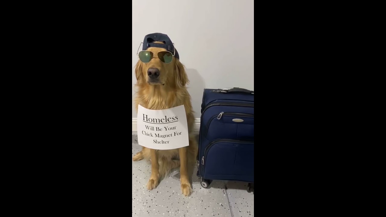Building Of Teddys Famous Doghouse Dog Diy Goldenretriever