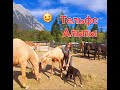 Как отдыхают Австрийцы.Конная прогулка.Альпы.Тельфс/ Telfs.Turkey