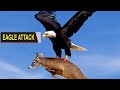 The Best Of Eagle Attacks - Most Amazing Moments Of Wild Animal Fights! Scoop of the Day