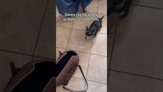 Il Cane Che Capisce Il Siciliano Credit .Snyy