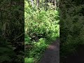 Some people are built different. Cape Lookout Trail in Cloverdale Oregon! #hiking #travel #outdoors