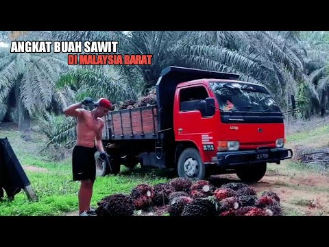 BANG MAWAN TERHANDEL ANGKAT BUAH SAWIT DI MALAYSIA.