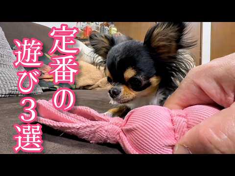 極小チワワの定番の遊び3選♪
