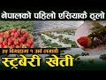 ३५ बिगाहा क्षेत्रफलमा एसियाकै ठुलो स्ट्रबेरी खेती Strawberry Farming in Nepal