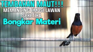 TEMBAKAN MAUT MURAI BATU FULL MATERI INI AMPUH BIKIN MURAI YANG DENGAR IKUT NYAUT