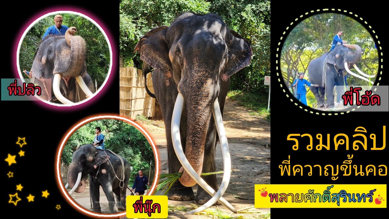 รวมคลิป ความคุ้นเคยที่ พี่ปลิว พี่นุ๊ก พี่โอ้ด ขึ้นคอ พลายศักดิ์สุรินทร์ คลิปนี้ทำเพื่อเก็บไว้ดูนานๆ