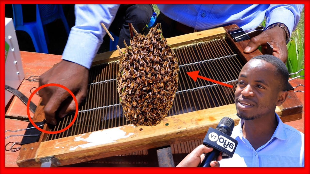 HIZI NDIO FAIDA ZA SUMU YA NYUKI KULIKO ASALI YENYEWE,HUU NDIO MTEGO WAKE 