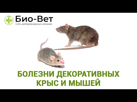 Болезни Декоративных Крыс 🐀 и Мышей 🐁 Симптомы и Лечение // Сеть Ветклиник БИО-ВЕТ