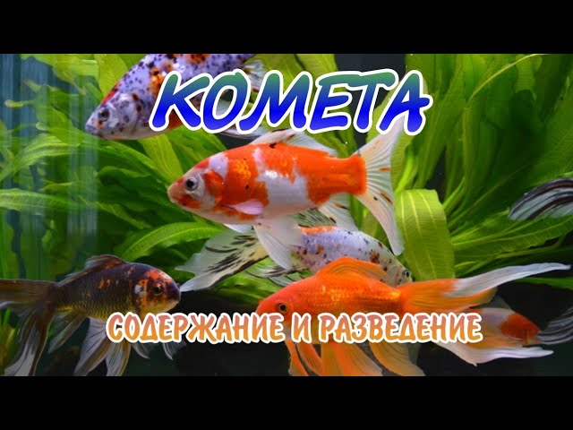 КОМЕТА. СОДЕРЖАНИЕ , КОРМЛЕНИЕ И РАЗВЕДЕНИЕ.