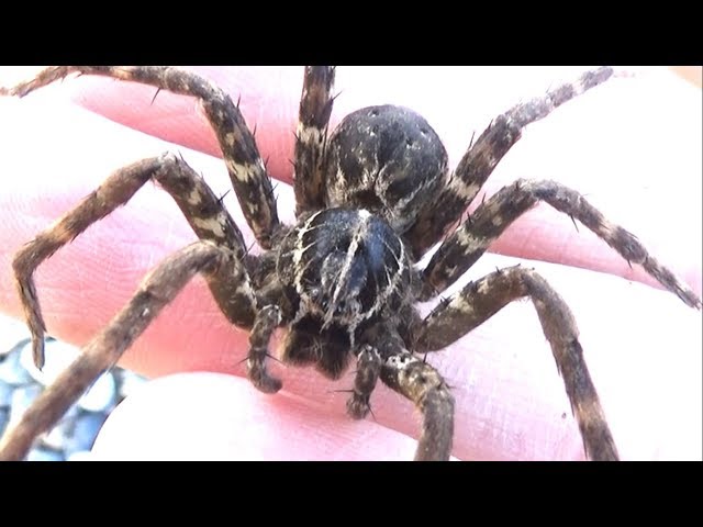 【Erieriページ】ハンドメイド　巨大　タランチュラ　蜘蛛 ビッグサイズ タランチュラ 置き物 おしゃれ リアル オブジェ 蜘蛛