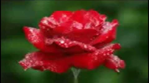فضيلة القارئ الشيخ  /  ممدوح عامر  / ماتيسر  من سورة التحريم