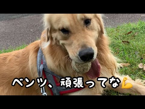 大型犬 ボールの大きさを考えてなく オエッとなるゴールデンレトリバーのれお Youtube 大型犬 ボールの大きさを考えてなく オエッとなるゴールデンレトリバーのれお Youtube