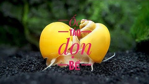 Fish 212: Khả năng dọn bể của ốc táo như thế nào?