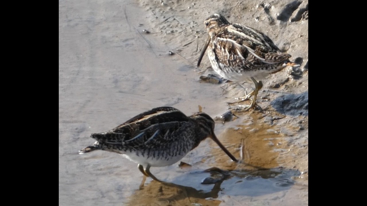 勅使池で採餌する二羽のタシギ / Two Common Snipes foraging at Chokuishi Pond