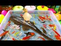 Unboxing Colorful Ornamental Fish Cute Fish Koi Fish Goldfish Catfish Chana Betta Fish Gou Unboxing Colorful Ornamental Fish Cute Fish Koi Fish Goldfish Catfish Chana Betta Fish Gou