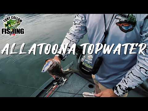 Topwater Bass Fishing on Allatoona (Insane Bites)