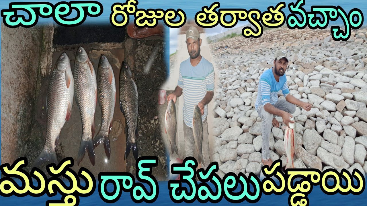 చాలరోజుల తర్వాత వచం చపలకు #Rao fish# Hunting Big# Fishes 🐟 🐟 🐟 🐟 🐟 🐟 🐟 ...