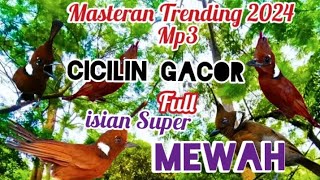 Masteran Trending Terbaru 2024 CILILIN Gacor FULL isian Super MEWAH...!!!