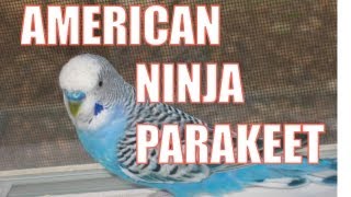 American Ninja Warrior...parakeet