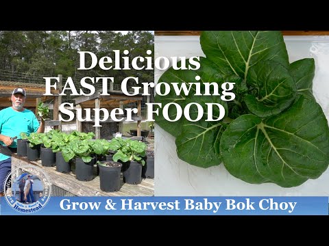 Video: Baby Bok Choy Information - Lär dig om att odla Baby Bok Choy-växter