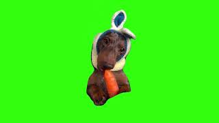 Puppy eating carrot meme green screen