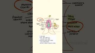 🫀 Anatomi Reproduksi Wanita Eksternal (Vulva) | Sistem Reproduksi Manusia