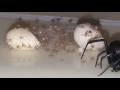 Black Widow egg hatching on glue trap