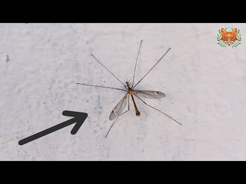 Video: El mosquito ciempiés es un insecto inofensivo que se alimenta de néctar