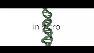 in vitro