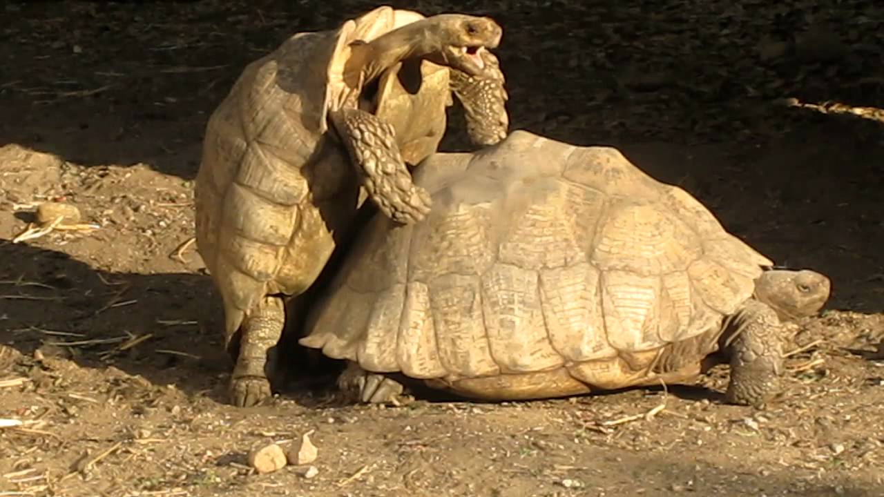 Tortoise Having Sex 110