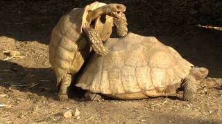 Tortoises Having Sex