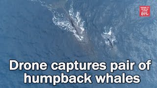 Drone captures pair of humpback whales