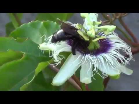 Vídeo: Besouro da flor