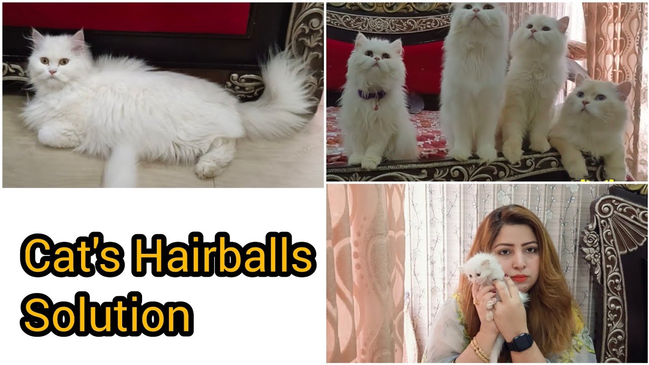 Cat's Hairballs Through Vomiting symptoms and treatment of cat's